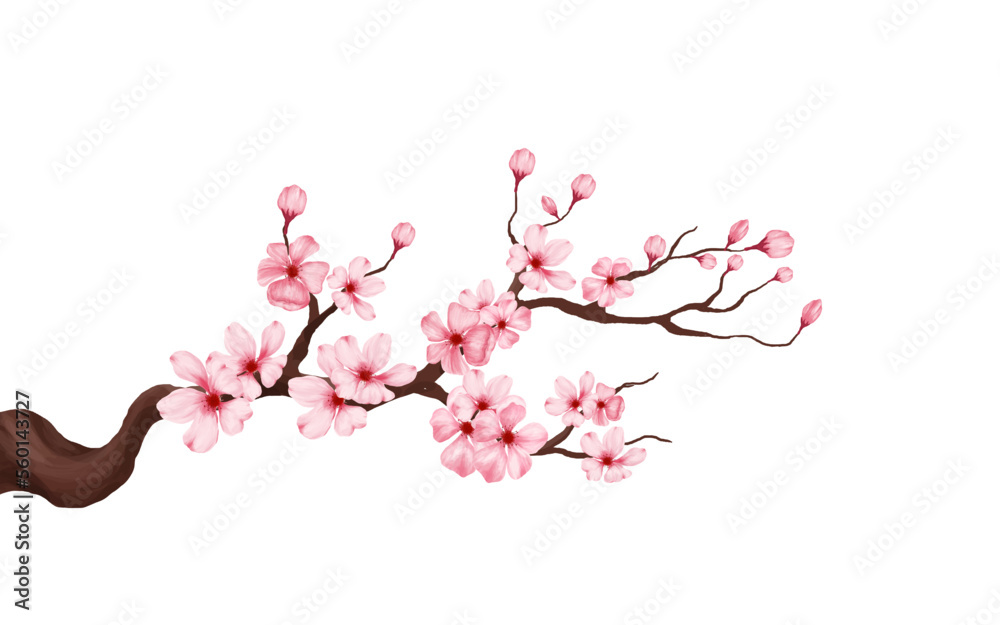 cherry blossom branch with sakura flower. sakura white background. watercolor cherry bud. cherry blossom flower blooming. vector pink sakura flower background. watercolor cherry blossom vector