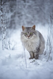 Photo of a beautiful fluffy cat in a winter forest.