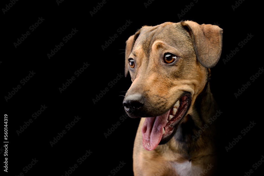 Mixed breed sweet brown dogMixed breed sweet brown dog looking left in dark background studio.