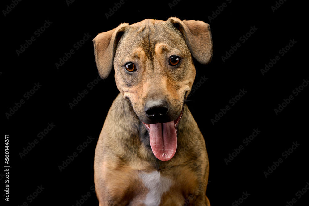 Mixed breed sweet brown dog looking down in a dark background