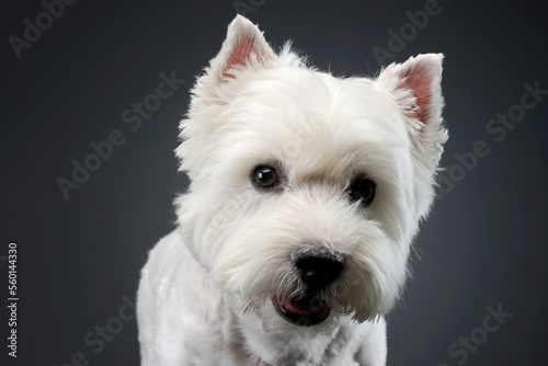 cute west Highland terrier looking into the camera dark background