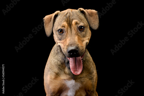 Mixed breed sweet brown dog looking down in a dark background