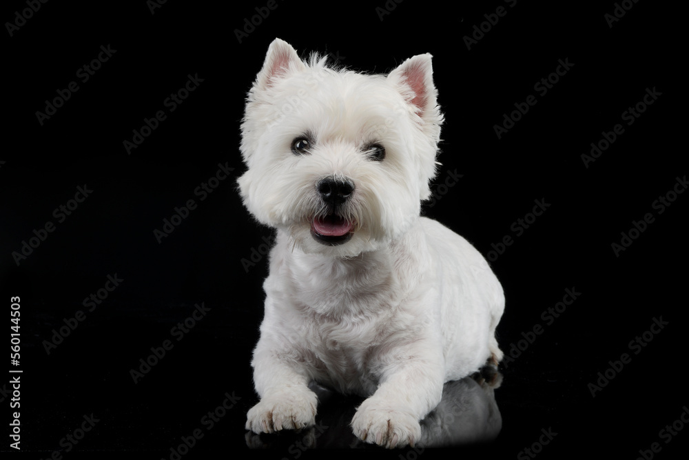 cute west Highland terrier smiling in black background cute west Highland terrier smiling in black background