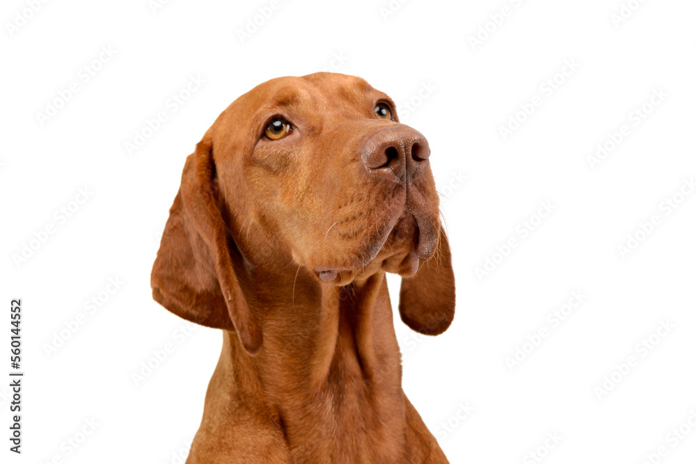 Magyar Vizsla in white background photo studio Magyar Vizsla in white background photo studio