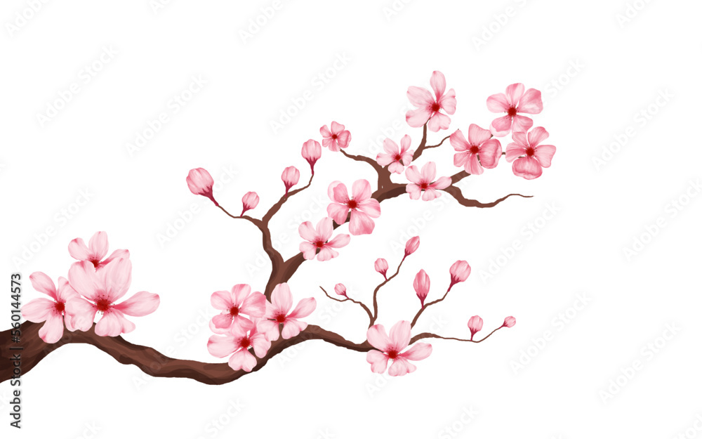 cherry blossom branch with sakura flower. sakura white background. watercolor cherry bud. cherry blossom flower blooming. vector pink sakura flower background. watercolor cherry blossom vector