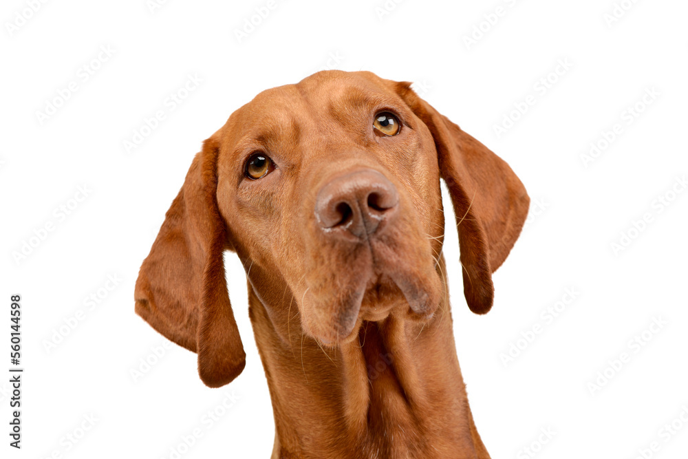 Magyar Vizsla in white background photo studio Magyar Vizsla in white background photo studio