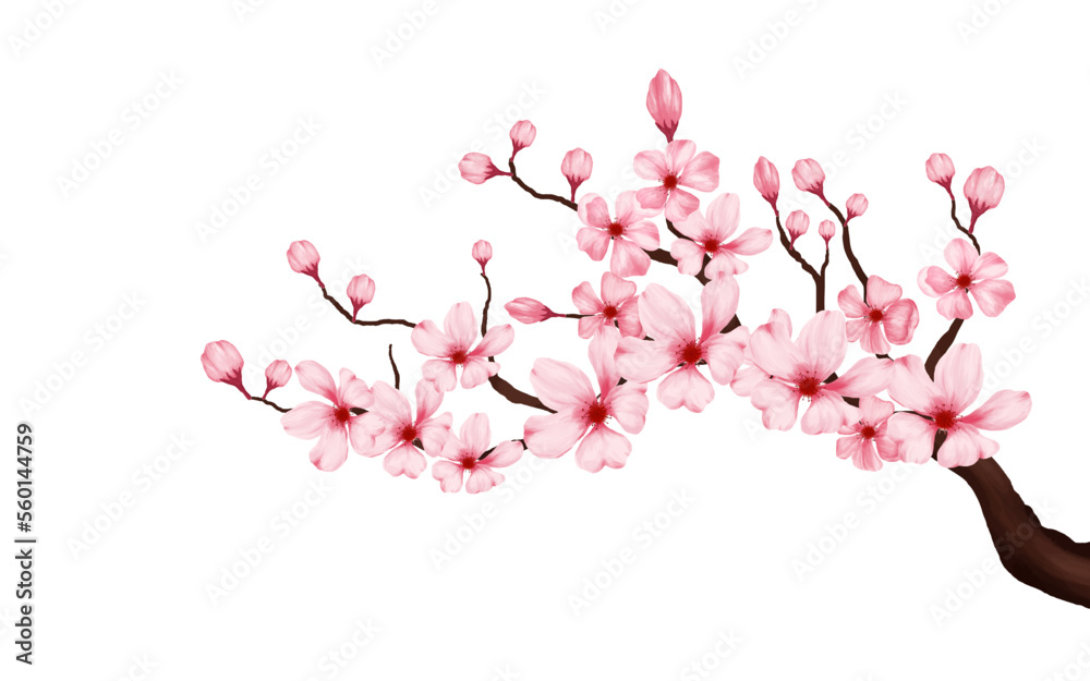 cherry blossom branch with sakura flower. sakura white background. watercolor cherry bud. cherry blossom flower blooming. vector pink sakura flower background. watercolor cherry blossom vector