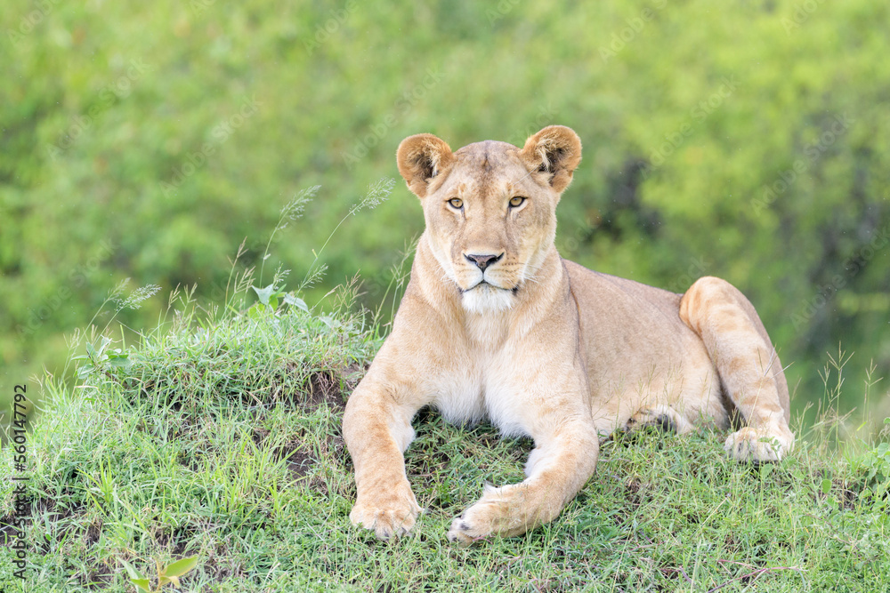 Obraz premium Lioness (Panthera leo) lying down on savanna, looking at camera, Masai Mara national reserve, Kenya.