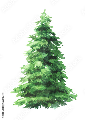 Fir tree. Hand drawn watercolor illustration isolated on white background