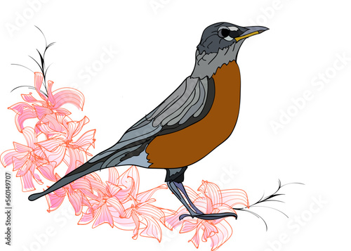 American robin