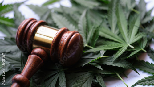 Gavel of judge lying on green leaves of marijuana closeup