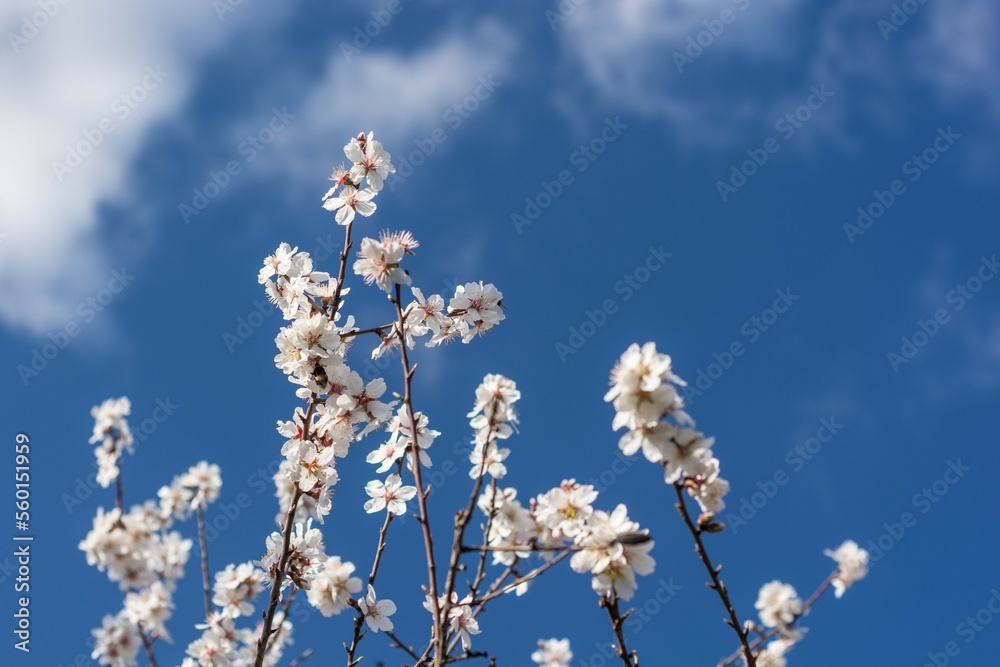 Scenic view of almond tree flowers against blue sky in Provence south of France Scenic view of almond tree flowers against blue sky in Provence south of France