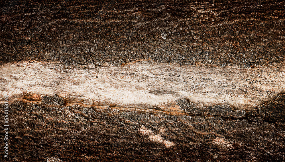 Fototapeta premium Tree bark texture of trunk peeled off in the center nature background close up