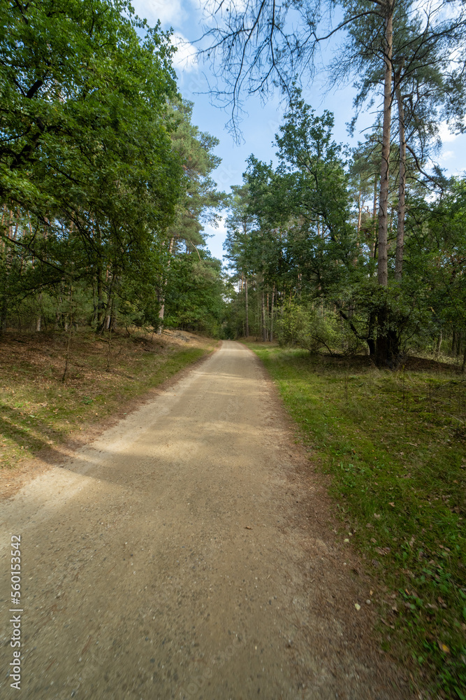 The forrest near Rheine, Germany The forrest near Rheine, Germany