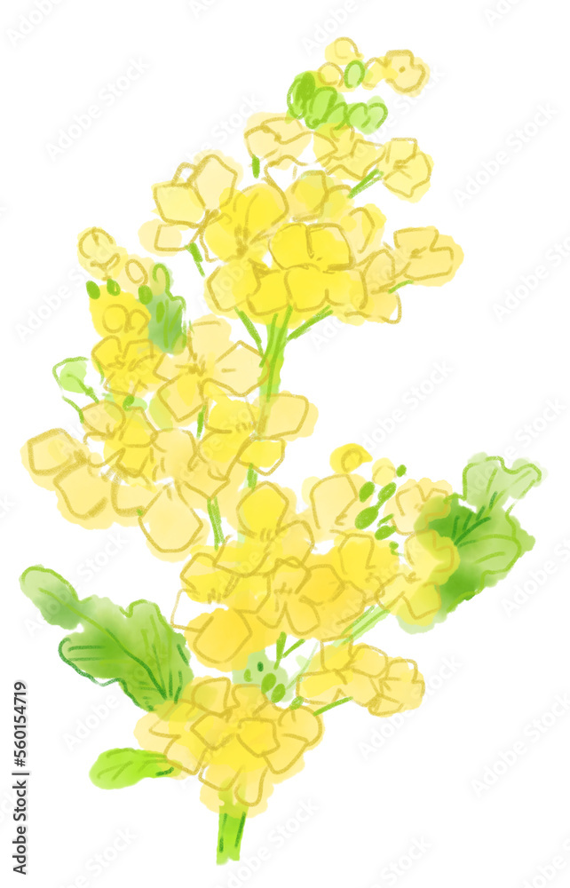 菜の花の水彩イラスト 菜の花の水彩イラスト