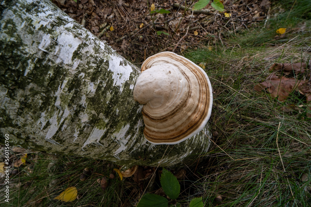 Mushroom in the forrest near Rheine, Germany Mushroom in the forrest near Rheine, Germany
