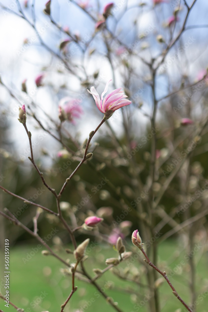 Blooming pink magnolia flower tree in the spring. Close up Blooming pink magnolia flower tree in the spring. Close up
