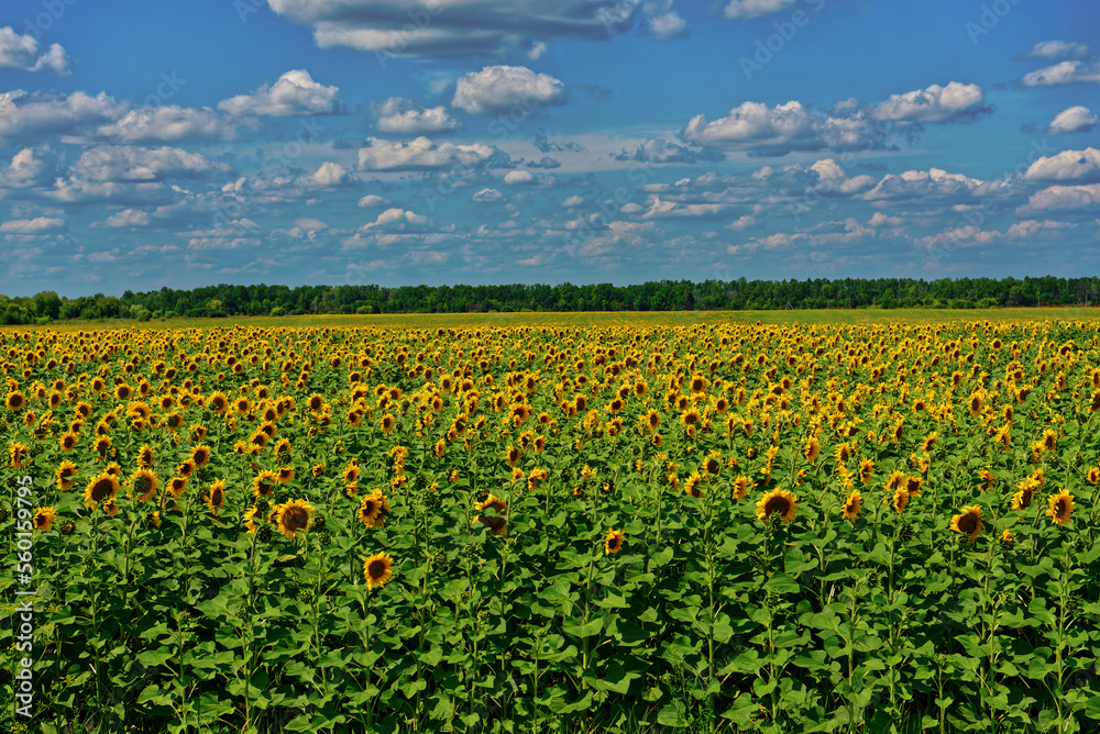 Sunflower field under cloudy blue sky