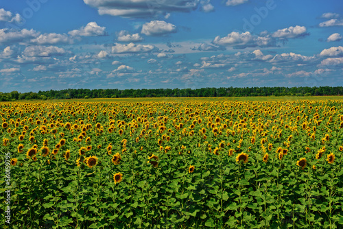 Sunflower field under cloudy blue sky © Mister Tvister