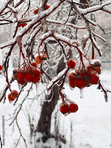 Icy mountain-ash at winter. Winter day. Branches and clusters of mountain ash covered with ice