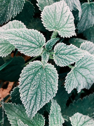 first frost on green nettle, view from above