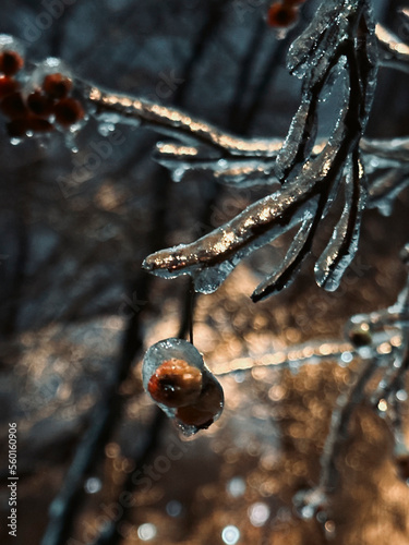 Icy mountain-ash at winter. Winter day. Branches and clusters of mountain ash covered with ice