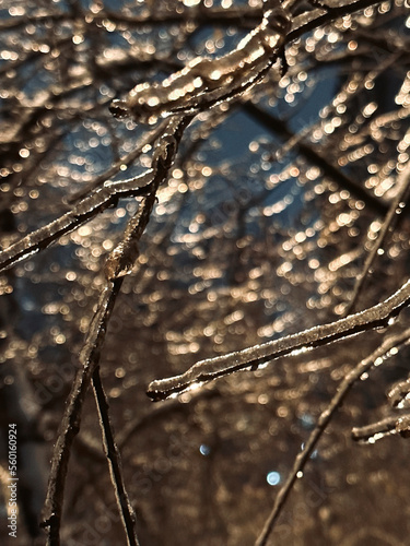 Winter day. Branches covered with ice in the night