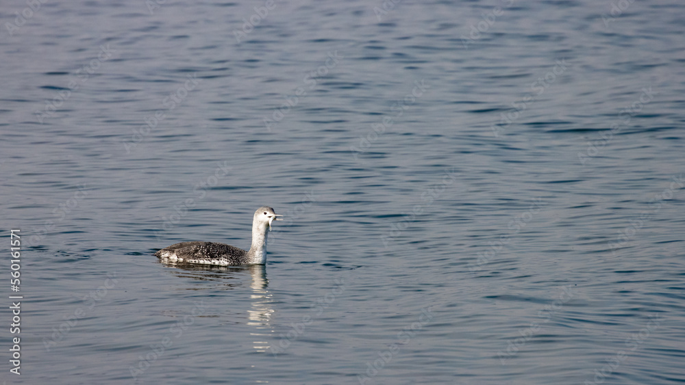 Fototapeta premium Red-throated Loon in winter coat swimming and hunting Three-spined stickleback in Baltic Sea, Sopot, Poland