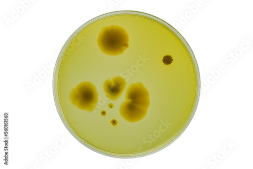 Petri dish or culture media with bacteria on white background with clipping, Test various germs, virus, Coronavirus, COVID-19, Microbial population count, Food science. photo