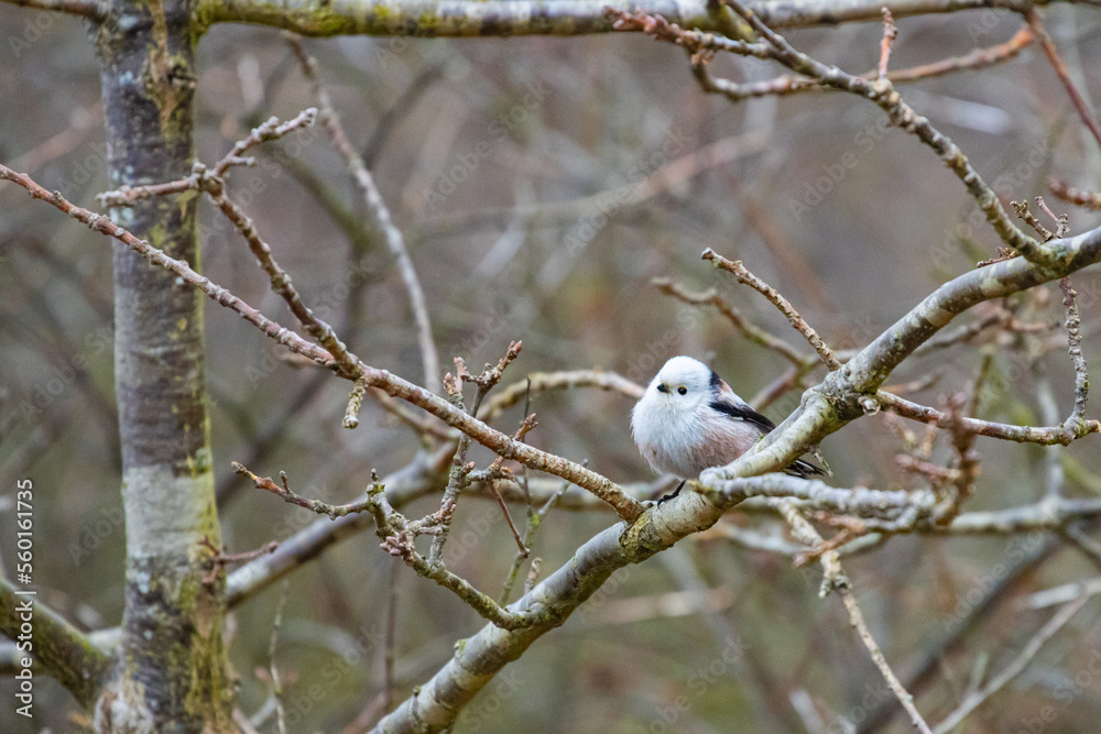 Beautiful cute fluffy little long tailed tit sitting on a branch spotted in a park in Sopot, Poland. Beautiful cute fluffy little long tailed tit sitting on a branch spotted in a park in Sopot, Poland.