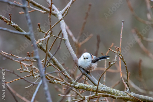 Beautiful cute fluffy little long tailed tit sitting on a branch spotted in a park in Sopot, Poland.