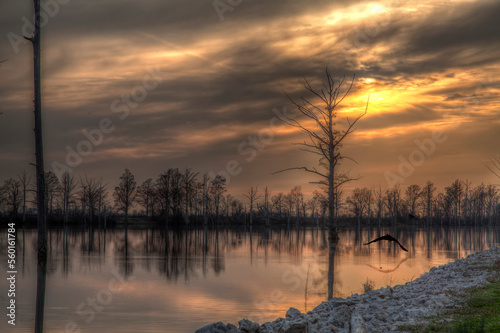 Stalking Great Blue Heron Takes flight at sunset