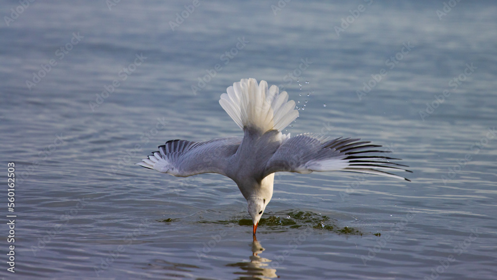 black headed gull diving for fish captured in Baltic sea poland, sopot black headed gull diving for fish captured in Baltic sea poland, sopot