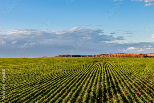 landscape with a field sown with young wheat