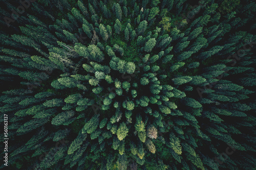 Fototapete Aerial top view green forest and green trees in rural Altai, Drone photo