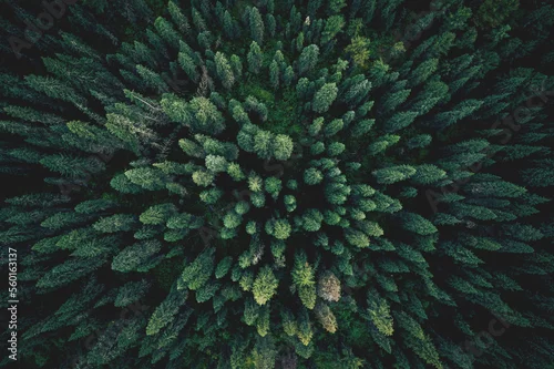 Panel kuchenny z motywem Aerial top view green forest and green trees in rural Altai, Drone photo
