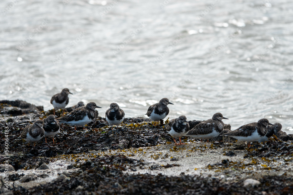 Fototapeta premium turnstones resting on the sea defences with the sea in the background