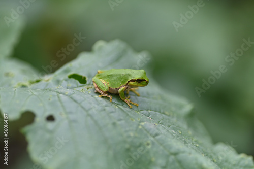 畑の作物の葉の上で休む雨蛙 © ケンイチ オオシマ
