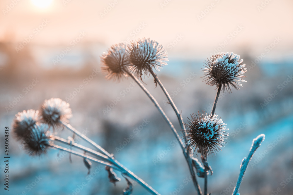 Dry thistle plants covered in snow on a frosty and sunny winter morning, close up Dry thistle plants covered in snow on a frosty and sunny winter morning, close up