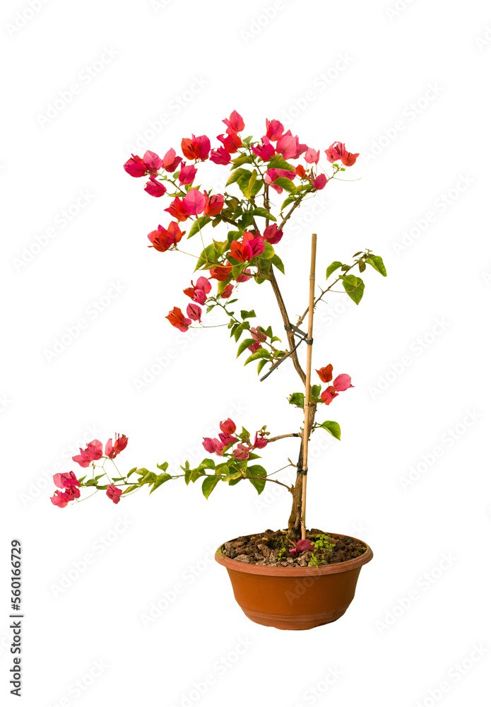 Cut out plant in a pot, home decoration isolated