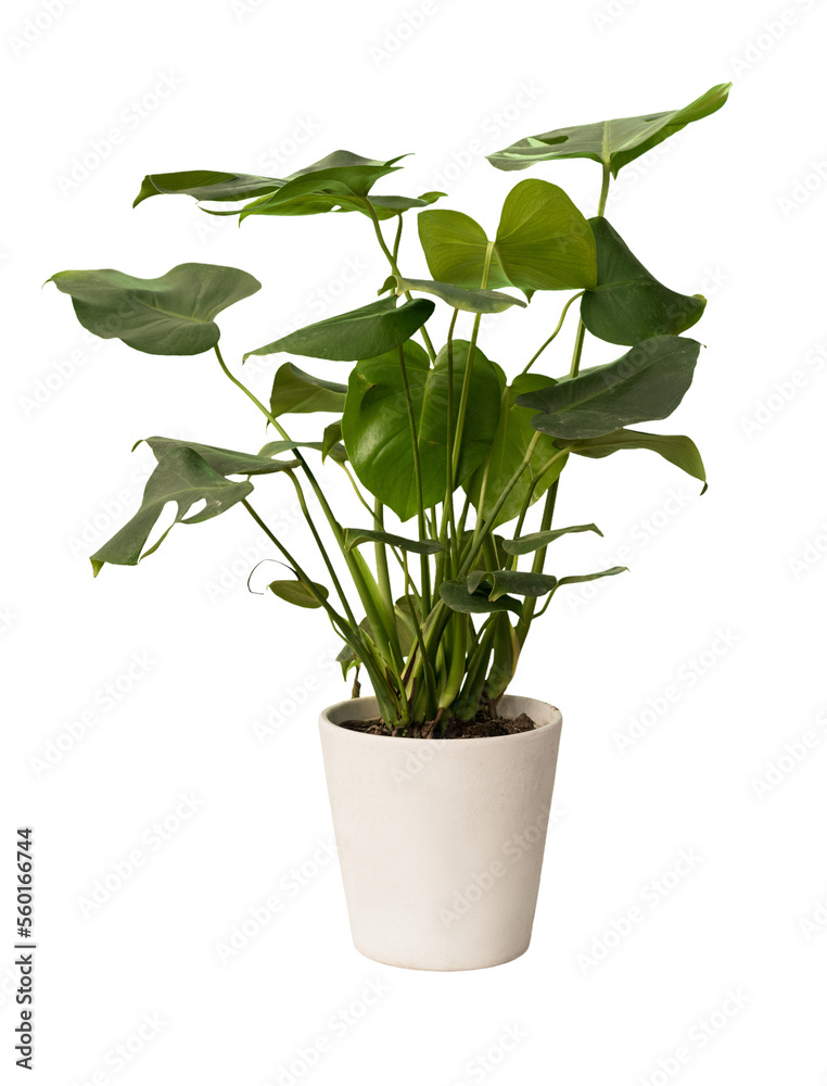 Cut out monstera plant in a pot, home decoration isolated - obrazy, fototapety, plakaty 