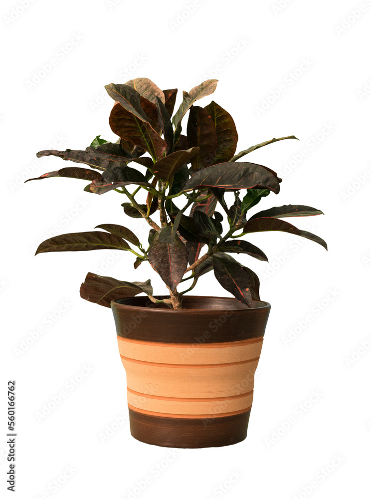 Obraz premium Cut out calatea plant in a pot, home decoration isolated