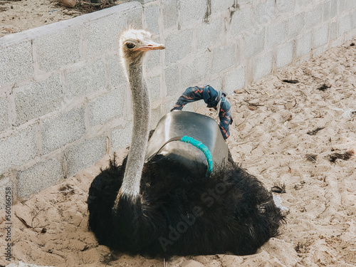 ostrich in the zoo