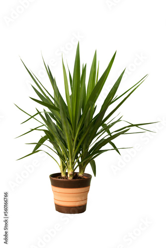 Cut out yuca plant in a pot  home decoration isolated
