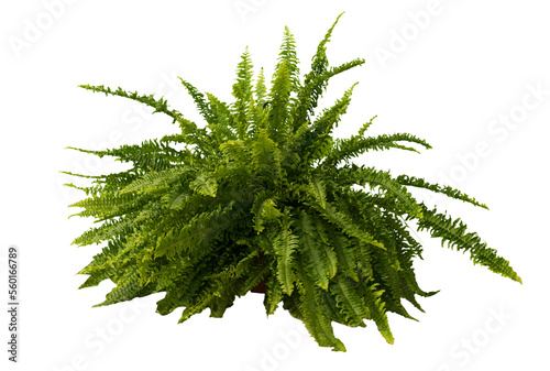 Cut out fern plant in a pot, home decoration isolated photo