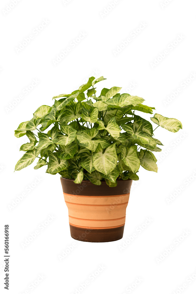 Cut out chinese money plant in a pot, home decoration isolated Cut out chinese money plant in a pot, home decoration isolated