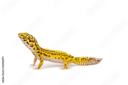 Leopard gecko white background © Ksenia Bisler