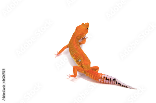 Leopard gecko white background