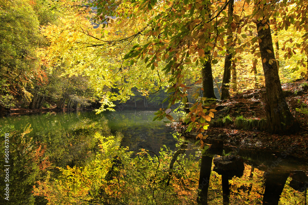 autumn in the forest