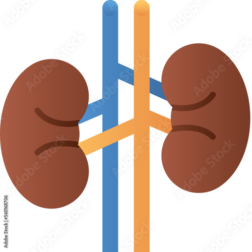 kidney illustration